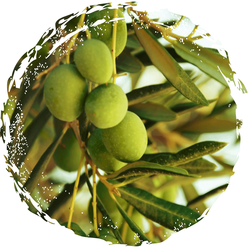 olive-leaf-extract-oadr-new.png